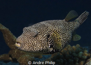 Map Pufferfish by Andre Philip 